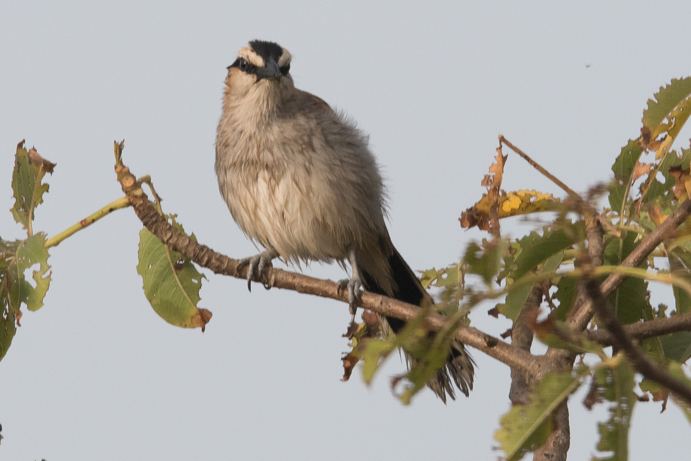 Tchagra à tête noire (Black-crowned Tchagra, Tchagra Senegalus), Brousse de La Somone. 